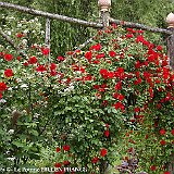 structure au jardin typ medieval avec rosier.jpg
